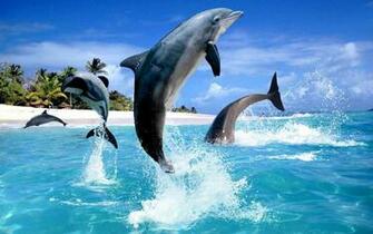 Dolphin HD Live Wallpaper Android Apps On Google Play