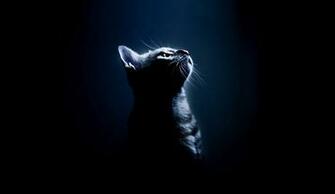 Warriors Cats HD Wallpaper For Desktop Background