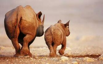 Rhino HD Wallpaper Background Image Id