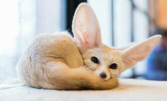 Fennec Fox HD Wallpaper Background Image