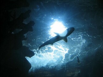 Shark Tales Tds Business