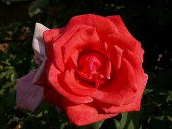 Big Red Rose Wallpaper Me
