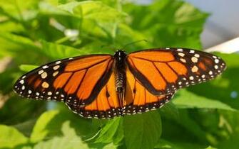 Nature Butterfly Wallpaper