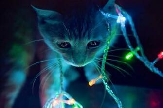 Animated Cat In Winter Christmas Lights HD Background