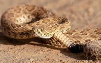 Wallpaper Rattlesnake