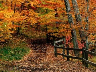 Fall Scene