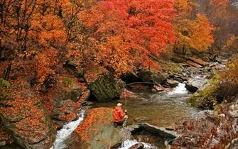 Fly Fishing Wallpaper