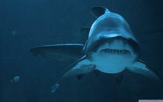Shark Windows Theme Themepack Me