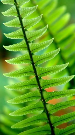 iPhone 5s Wallpaper Green Nature Best