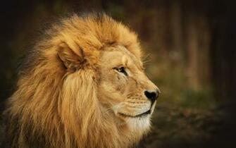 Lion Face Wallpaper