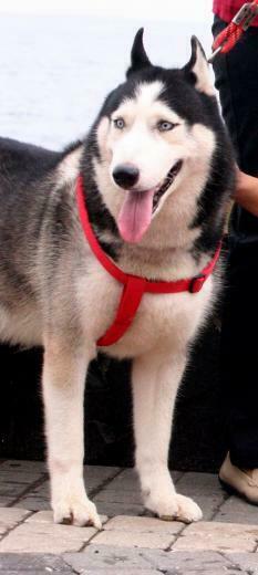 White Siberian Husky Wallpaper