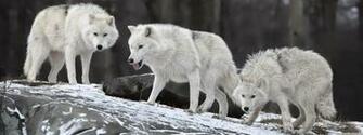 White Wolves Pack 4k HD Desktop Wallpaper For Ultra Tv