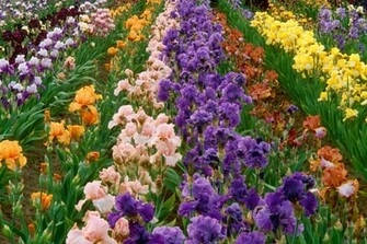 Flower Garden Forest Cool Wallpaper Wonderful