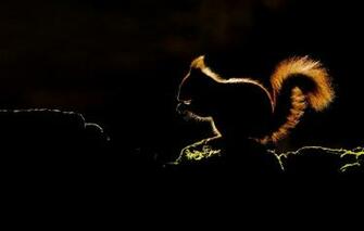 Wallpaper Lighting Silhouette Protein Image For Desktop
