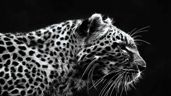 Dark Animals Wallpaper