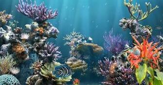 Coral Reef Aquarium Screensaver Animated Wallpaper Version