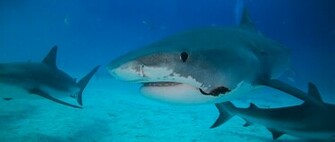 Tiger Shark Wallpaper High Definition