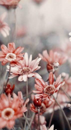 Hintergrundbild iPhone Blumen Wallpaper Ecopetit Cat