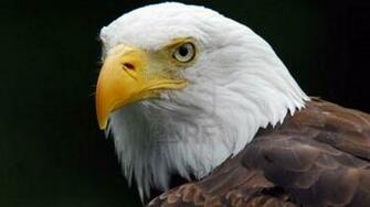 HD American Eagle Pictures With Flag Wallpaper