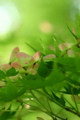 Best Nature iPhone Wallpaper I Phones Apple