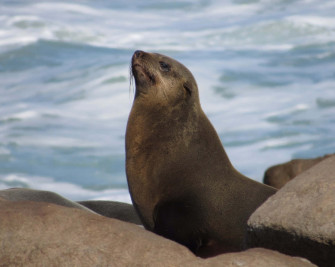 Southern Fur Seal On Rocks Wallpaper