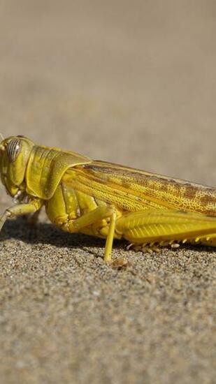 Yellow Grasshopper Wallpaper 4k HD Background