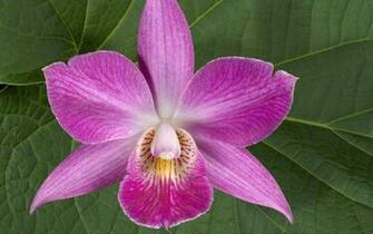 Pink Orchid Wallpaper