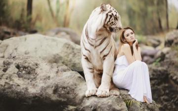 4k Tiger Wallpaper Ultra HD Background Cool