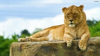Youwall Lioness Wallpaper