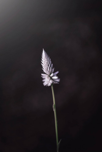 Top Flower Android Wallpaper Full HD 4k To Use