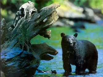 Wallpaper Black Bear Pictures