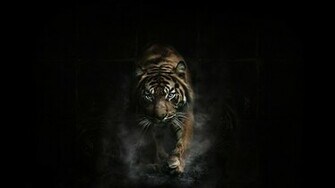 Tiger Tigers Wallpaper Background