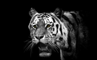 Cool Tiger HD Wallpaper For Desktop