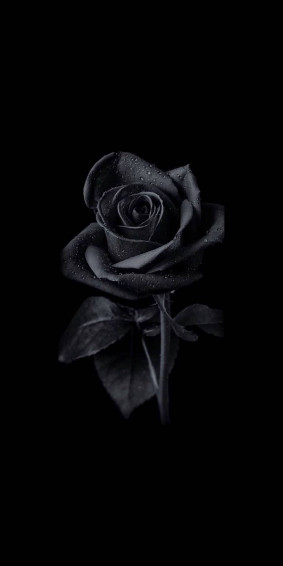 Rose iPhone Wallpaper