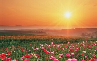Summer Flowers Wallpaper Beautiful Desktop