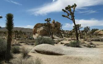 Earth Joshua Tree National Park Wallpaper