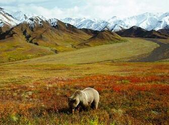 Grizzly Bear Foraging Alaska Wallpaper S