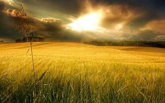 Nature Wallpaper