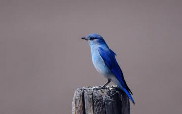 Blue Bird Wallpaper