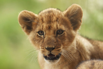 Baby Lion Wallpaper