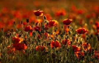 Wallpaper Summer Light Flowers Background Stems Glade Mac