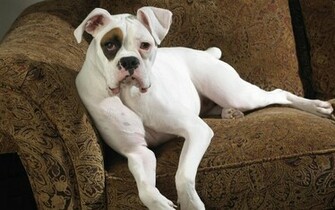 White Boxer Dog Funny Wallpaper HD Dogs