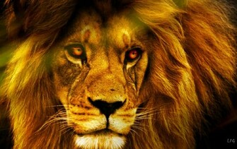 Wildlife Animal Planet Animals Photos
