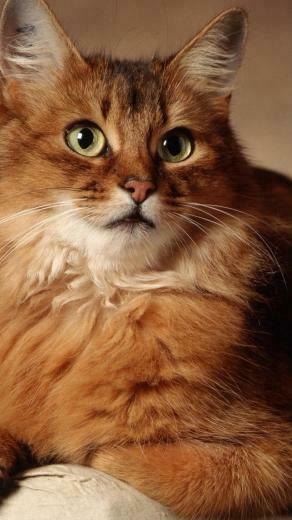 Cat Galaxy S4 Wallpaper HD
