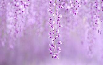Wallpaper Spring Flowers Background