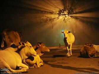 Picture Animal Wallpaper National Geographic Photo Of The Day