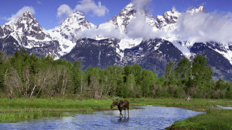 Moose Full HD Wallpaper And Image