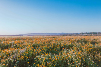 Flower Field Background Wallpaper