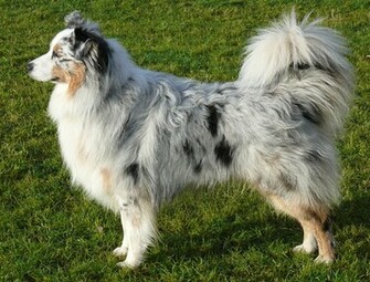 Australian Shepherd Dog Missy Wallpaper