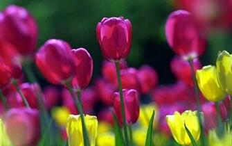 Flowers Wallpaper Tulips